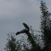 mini-IMG_1307